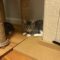 Taro aka Tarzan